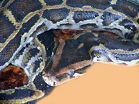 Burmese Python Jamie